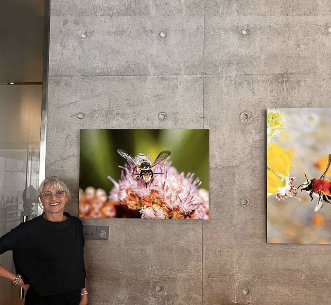 Exposición Fotos Abejas Nativas